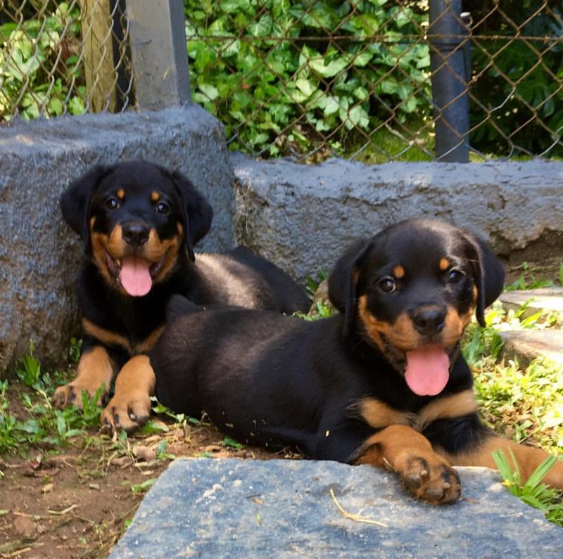 Energetic Ckc Rottweiler Puppies Available For Adoption. Text:289-216-4308 for Image eClassifieds4u