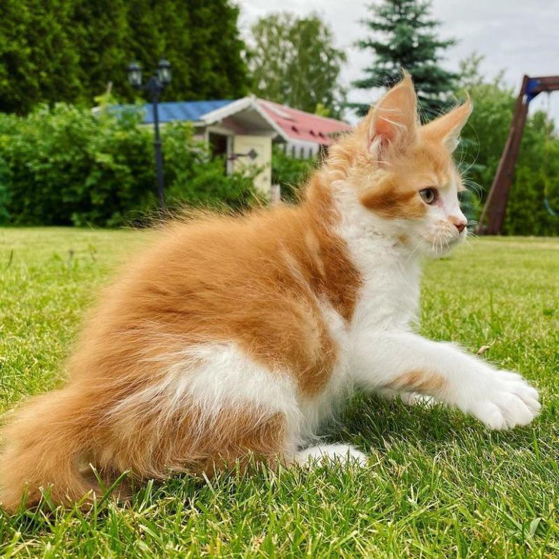 Extra Charming Maine Coon Kittens Readily Available. 289-216-4308 Image eClassifieds4u