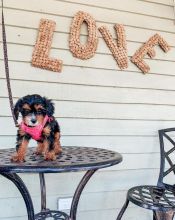 Ckc Cavapoo Puppies. Text at : 289-216-4308 Image eClassifieds4U