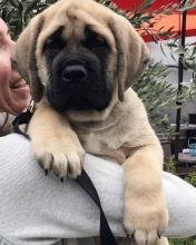 Ckc English Mastiff Puppies Ready To Go. Text at : 289-216-4308 Image eClassifieds4U