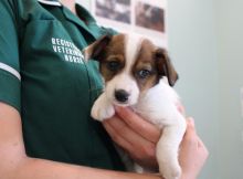 Jack Russell terrier Puppies for sale