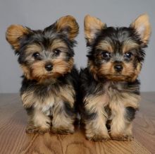 Talented Yorkshire terrier puppies for sale