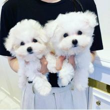 Top quality Maltese puppies for sale