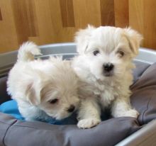 Top quality Maltese puppies for sale