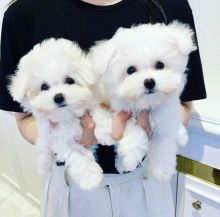 Top quality Maltese puppies for sale