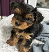 Toy teacup Yorkshire Terrier puppies for sale