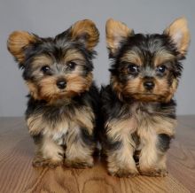 Toy teacup Yorkshire Terrier puppies for sale