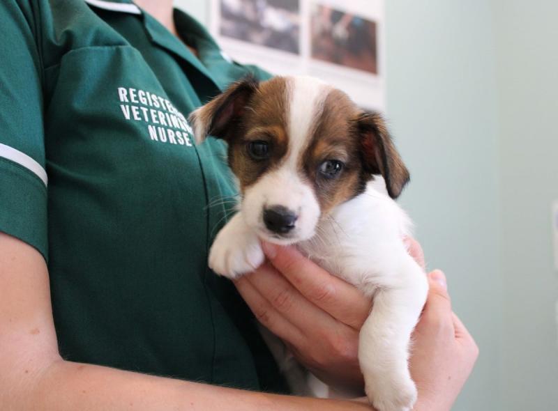 Jack Russell terrier Puppies for sale Image eClassifieds4u