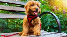 Havanese puppies for sale Image eClassifieds4U