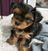 Toy teacup Yorkshire Terrier puppies for adoption Image eClassifieds4u 4