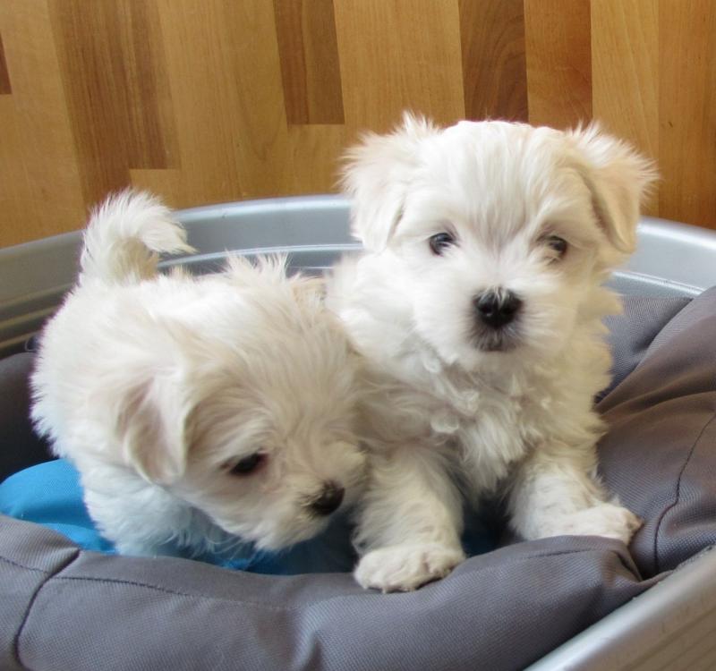 Top quality Maltese puppies for sale Image eClassifieds4u