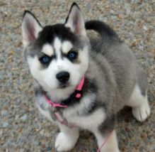 male and female Siberian Husky puppies