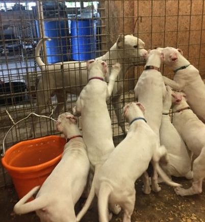 Cute Dogo Argentino Puppies for sale Image eClassifieds4u