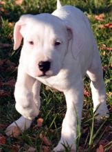 Cute Dogo Argentino Puppies for sale Image eClassifieds4u 2