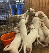 Cute Dogo Argentino Puppies for sale Image eClassifieds4u 2