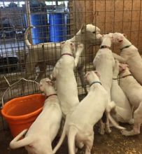 Cute Dogo Argentino Puppies for sale Image eClassifieds4u 1