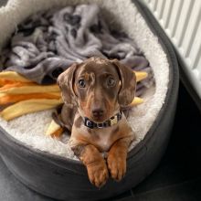 Adorable Dachshund pups for adoption