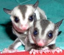 Beautiful Friendly Sugar Gliders are looking for new homes
