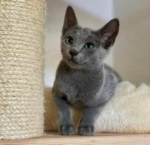 Beautiful Russian Blue Kittens Available