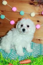 Bichon Frise Puppies For Sale