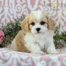 Cavachon Puppies For Sale