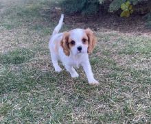 Cavalier King Charles Spaniel Puppies For Sale