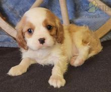 Cavalier King Charles Spaniel Puppies For Sale