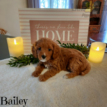 Cavapoo Puppies For Sale