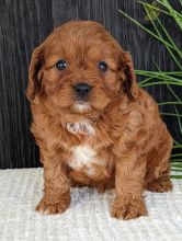 Cavapoo Puppies For Sale