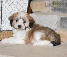 Havanese Puppies For Sale