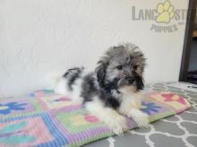 Havanese Puppies For Sale