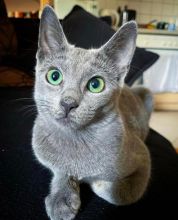 Healthy Russian blue kittens for re-homing