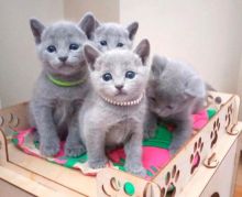 Healthy Russian blue kittens for re-homing