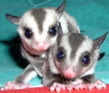 Super Cute Sugar Gliders ready for adoption