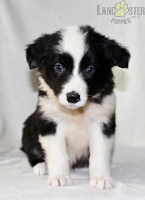 Border Collie Puppies For Sale Image eClassifieds4u