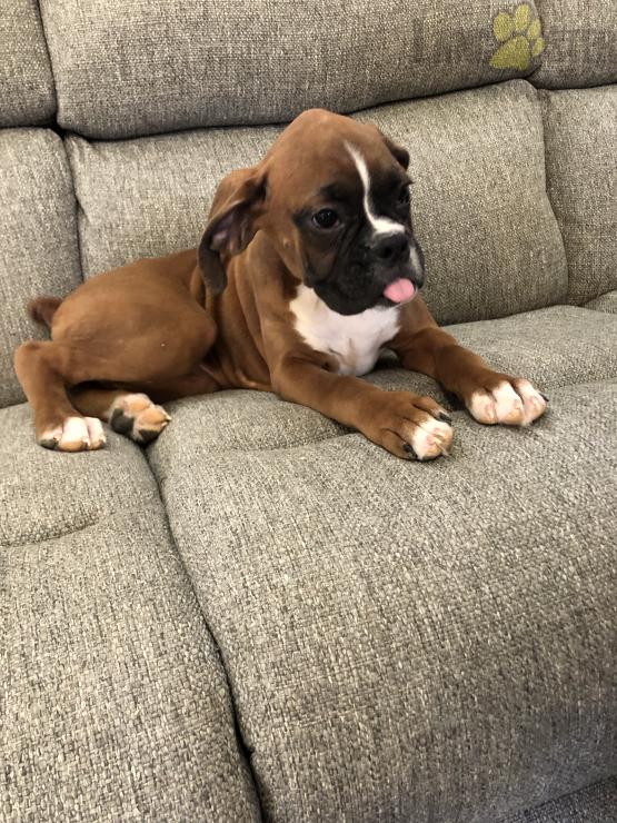 Boxer Puppies For Sale Image eClassifieds4u