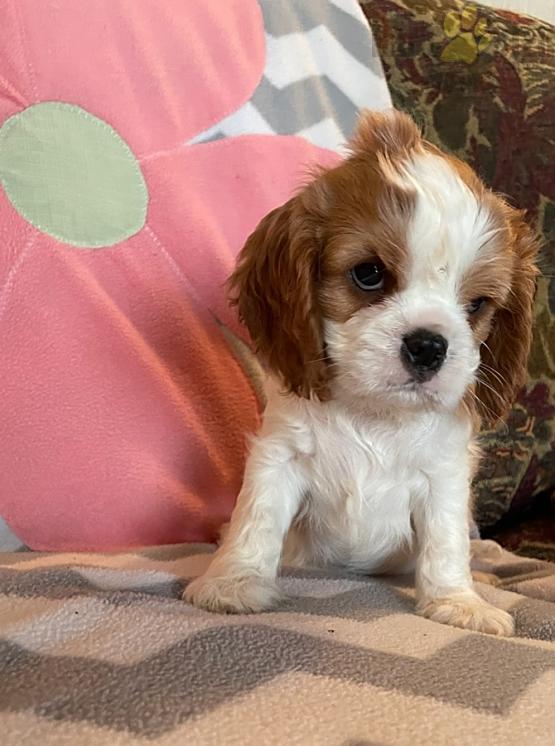 Cavalier King Charles Spaniel Puppies For Sale Image eClassifieds4u