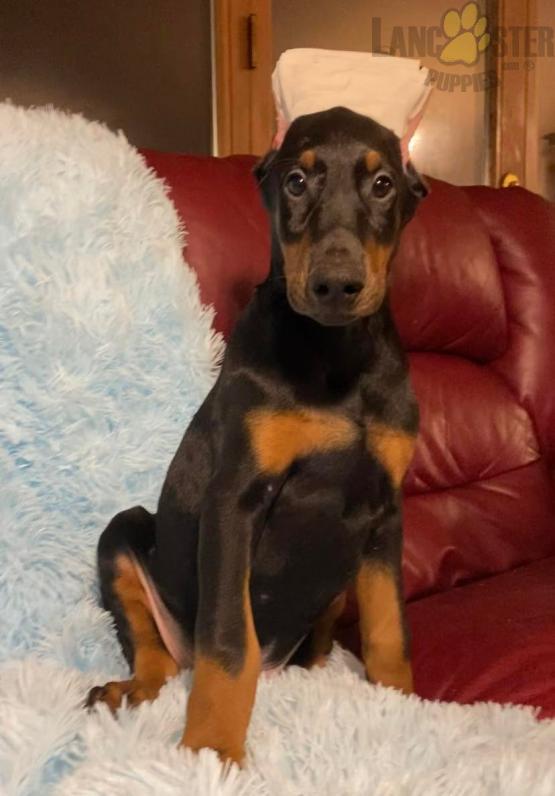 Doberman Pinscher Puppies For Sale Image eClassifieds4u