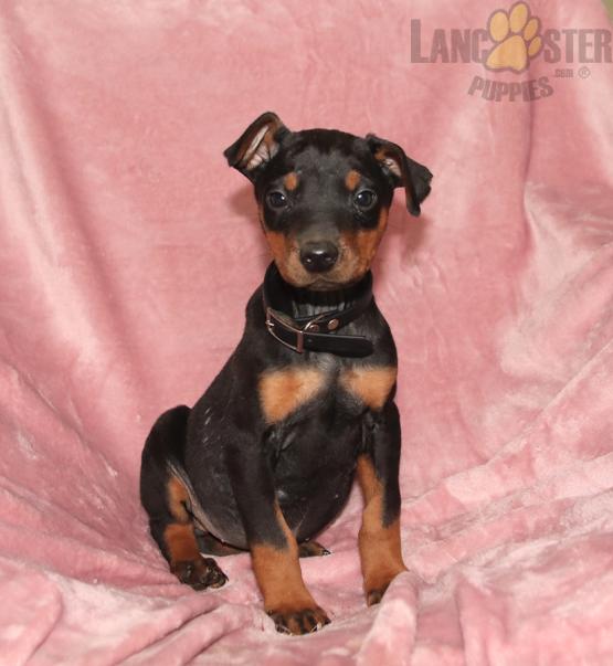 Doberman Pinscher Puppies For Sale Image eClassifieds4u