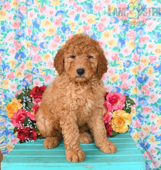 Goldendoodle Puppies For Sale Image eClassifieds4u