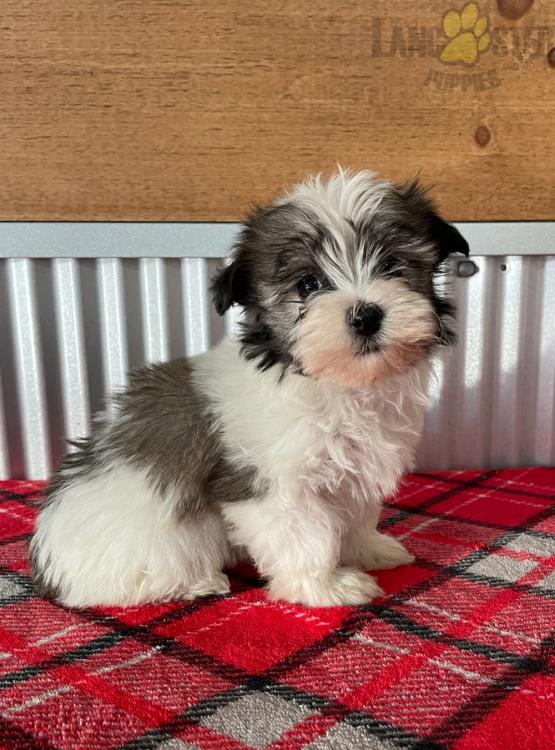 Havanese Puppies For Sale Image eClassifieds4u