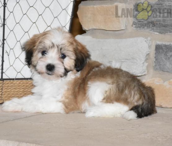 Havanese Puppies For Sale Image eClassifieds4u