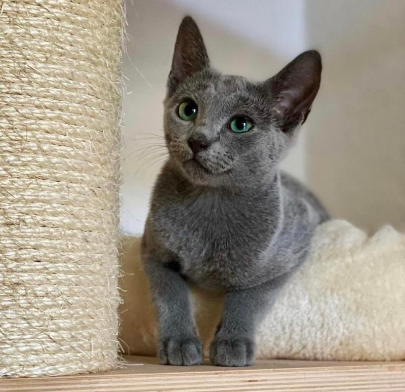 Healthy Russian blue kittens for re-homing Image eClassifieds4u
