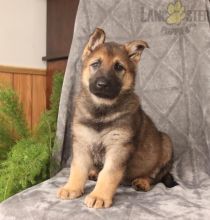 German Shepherd Puppies For Sale Image eClassifieds4U