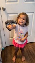 Very Playful Sugar Gliders Ready For Your Family Image eClassifieds4u 2
