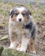 Australian Shepherd Puppies For Sale