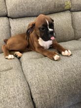 Boxer Puppies For Sale