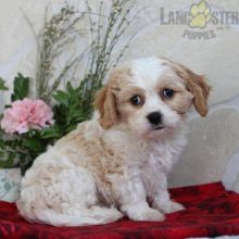 Cavachon Puppies For Sale