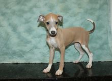 Cute Italian greyhound puppies for adoption