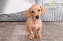 Dachshund Puppies For Sale